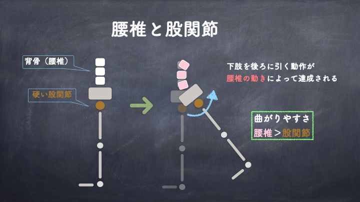 腰椎と股関節２